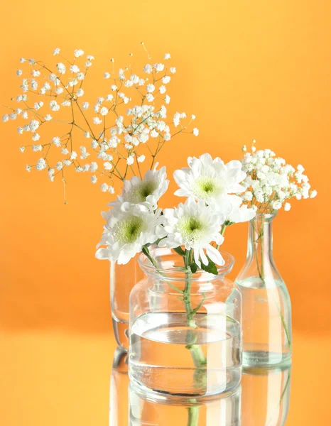 Plants in various glass containers on orange background — Stock Photo, Image