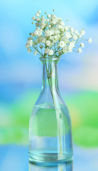 Flowers in bottle on natural background — Stock Photo, Image