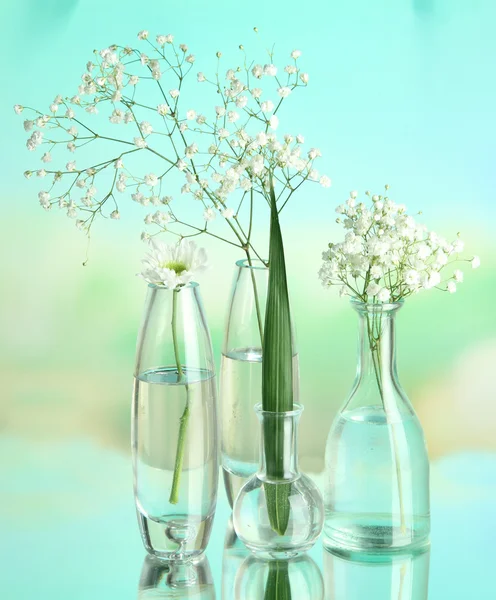Plants in various glass containers on natural background — Stock Photo, Image