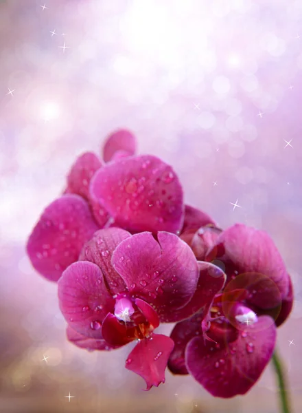 Hermosa orquídea en flor sobre fondo de color claro —  Fotos de Stock