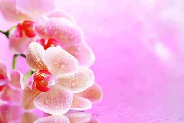 Orquídea florescente bonita com gotas de água no fundo de cor clara — Fotografia de Stock