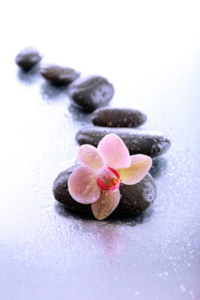 Composizione con bellissima orchidea fiorita con gocce d'acqua e pietre termali, su fondo chiaro — Foto Stock