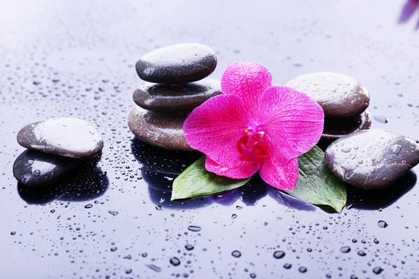 Composition with beautiful blooming orchid with water drops and spa stones, on gray background — Stock Photo, Image