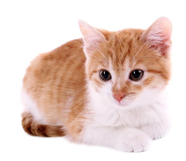 Pequeno gatinho isolado em branco — Fotografia de Stock