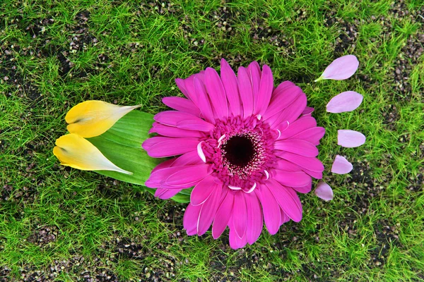 Ayak yaprakları ve çiçekleri çim yakın çekim — Stok fotoğraf