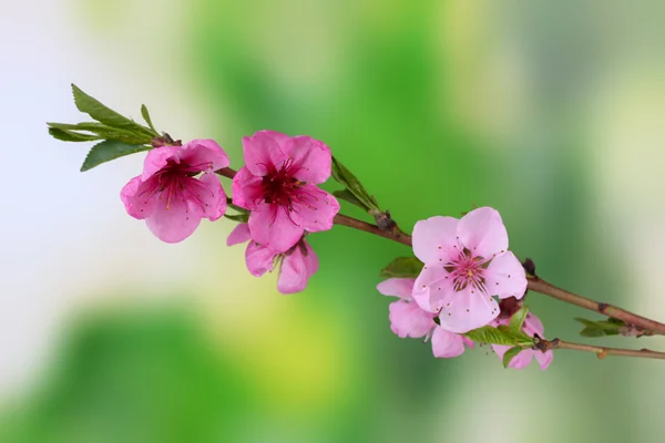 Schöne rosa Pfirsichblüte auf grünem Hintergrund — Stockfoto