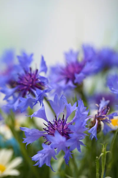 Lindas flores de milho, ao ar livre — Fotografia de Stock