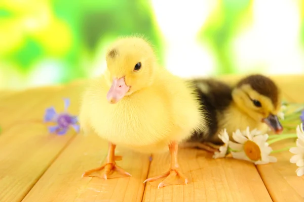 Cute ducklings on bright background — Stock Photo, Image