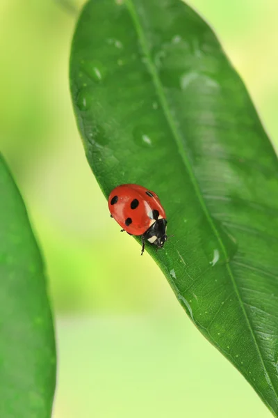 Bella coccinella su pianta verde — Foto Stock