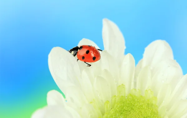 Vackra nyckelpiga på blomma, närbild — Stockfoto