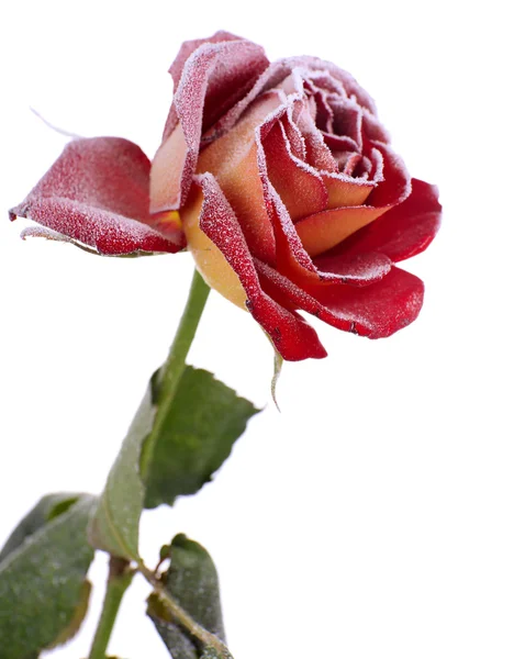 Rose covered with hoarfrost isolated on white — Stock Photo, Image