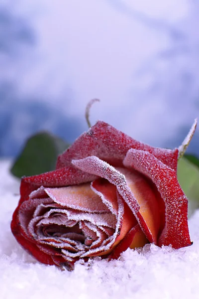 Rosa cubierta con escarcha de cerca —  Fotos de Stock