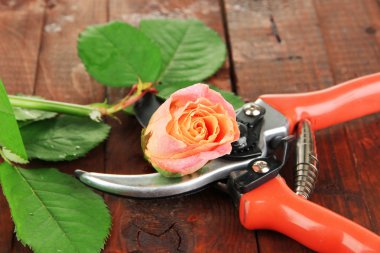 Bahçe secateurs ve gül ahşap masa yakın çekim üzerinde