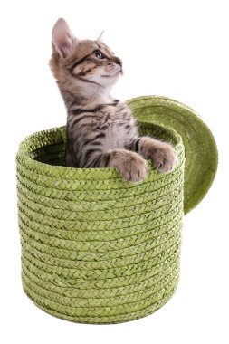 küçük kedi üzerinde beyaz izole hasır sepet