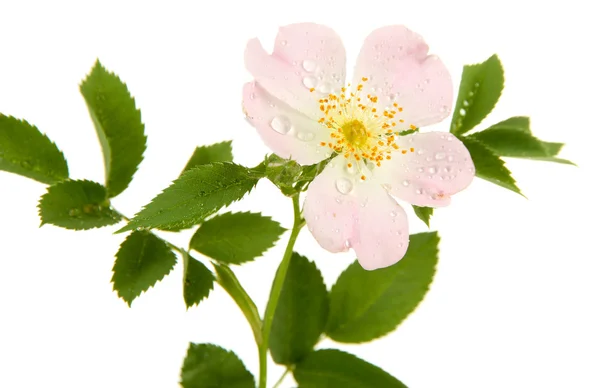 Flor rosa de la cadera, aislada en blanco —  Fotos de Stock