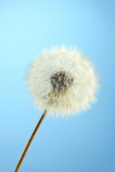 Beautiful dandelion with seeds on blue background — Stock Photo, Image