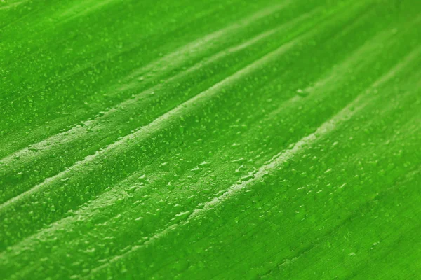 Folha verde close-up fundo — Fotografia de Stock