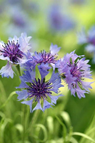 Beautiful cornflowers, outdoors — Stock Photo, Image