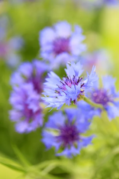 Beautiful bouquet of cornflowers on green background — Stock Photo, Image