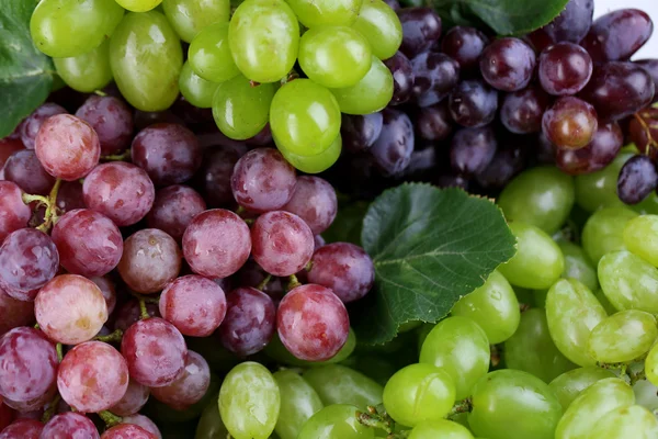 Uvas maduras verdes y púrpuras fondo de cerca — Foto de Stock