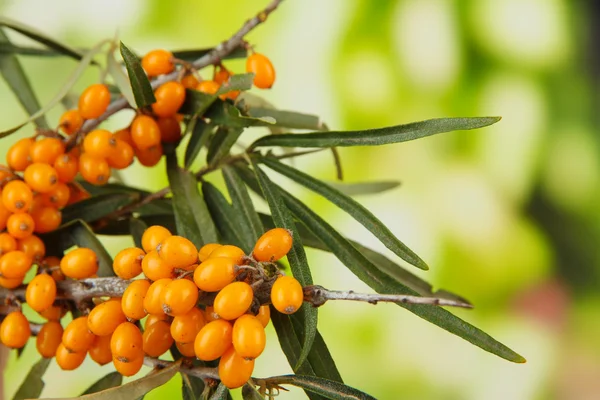 Branches of sea buckthorn on bright background — Stock Photo, Image