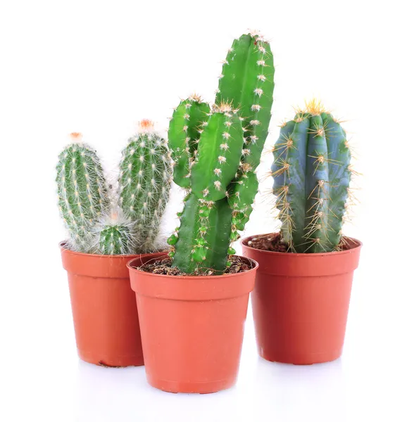 Collectie van cactussen, geïsoleerd op wit — Stockfoto