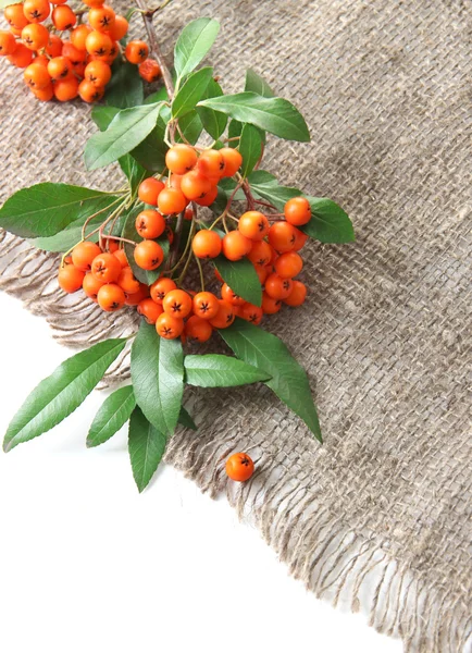 Pyracantha Espino fuego bayas de naranja con hojas verdes, sobre tela de saco, aislado en blanco — Foto de Stock