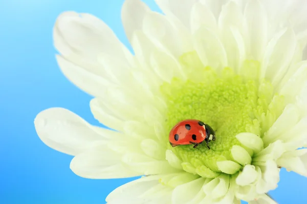 Vackra nyckelpiga på blomma, närbild — Stockfoto