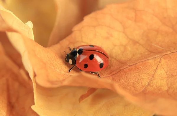 Beautiful ladybird on flower, on autumn leaves — Stock Photo, Image