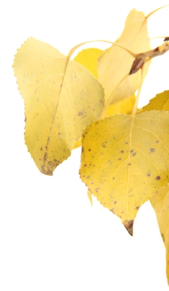 Schöne Herbstblätter isoliert auf weiß — Stockfoto