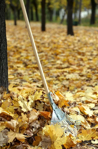 Limpieza de las hojas de otoño en el parque — Foto de Stock