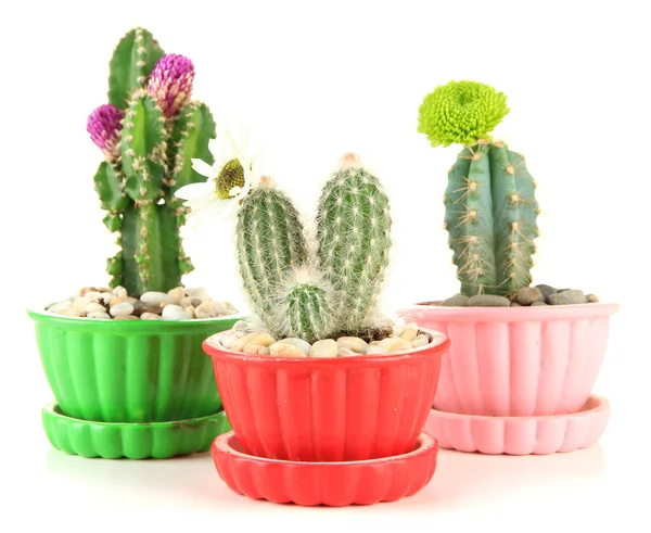 Kaktusar i blomkrukor med blommor, isolerad på vit — Stockfoto