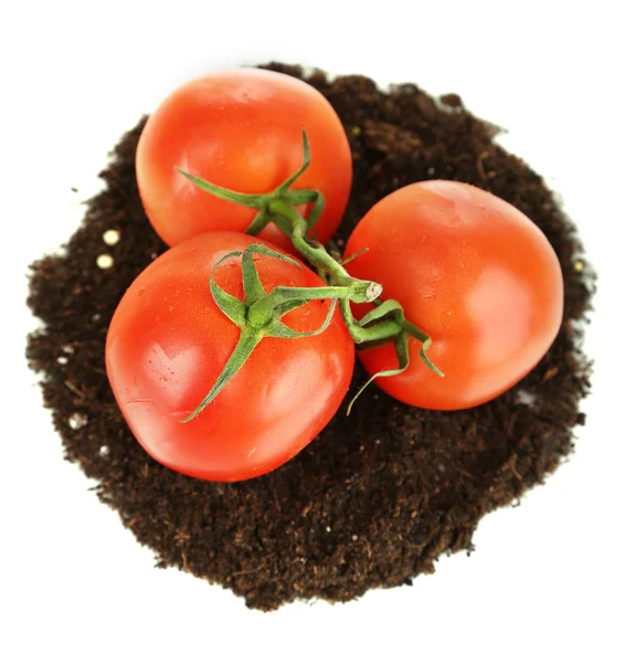 Tomaten op grond geïsoleerd op wit — Stockfoto