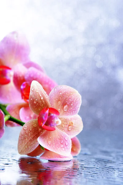 Hermosa orquídea floreciente con gotas de agua sobre fondo de color claro —  Fotos de Stock