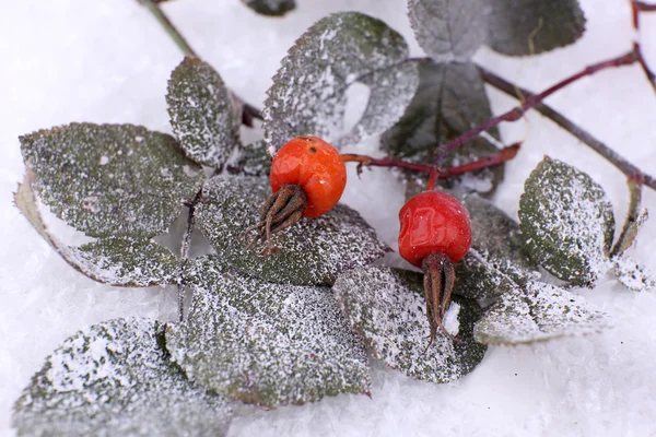 Plantas congeladas na neve perto — Fotografia de Stock