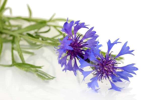 Beautiful cornflowers ,isolated on white Stock Image