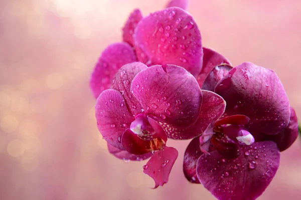 Beautiful blooming orchid on light color background Stock Picture