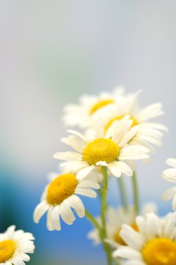güzel vahşi camomiles, açık havada