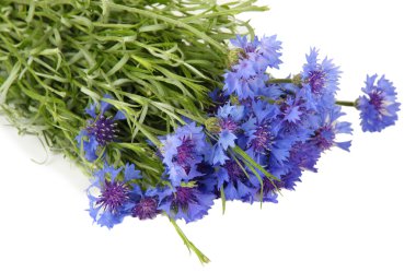 güzel beyaz izole Peygamber, buket