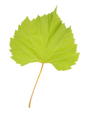 güzel yeşil yaprak üzerinde beyaz izole