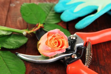 Bahçe secateurs ve gül ahşap masa yakın çekim üzerinde