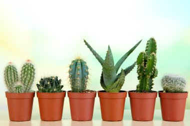 Collection of cactuses on wooden table clipart