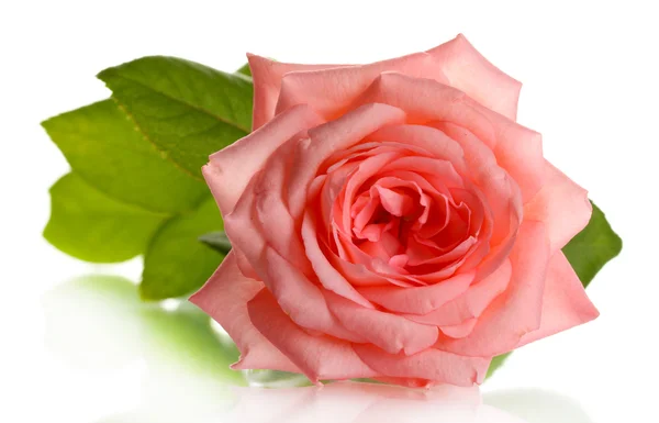 Rosa rosa isolado no whit — Fotografia de Stock