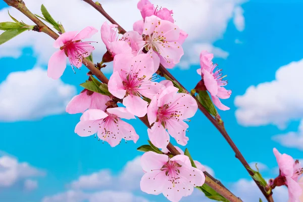 Bellissimo fiore di pesca rosa su sfondo cielo blu — Foto Stock