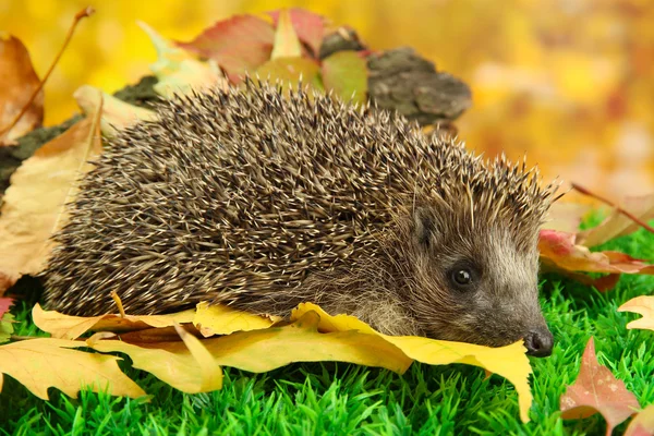 Hedgehog on autumn leaves in forest — Stock Photo, Image