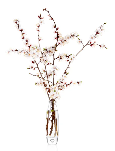 Beautiful blooming branches in vase isolated on white — Stock Photo, Image