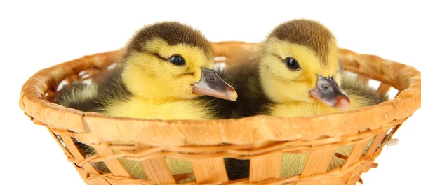 Niedliche Entchen im Weidenkorb, isoliert auf weiß — Stockfoto