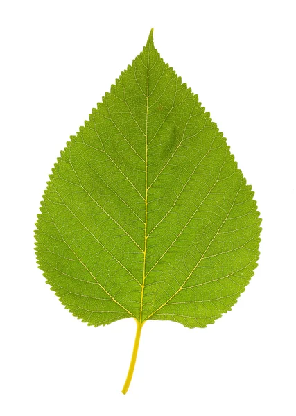 Vackra gröna blad isolerad på vit — Stockfoto