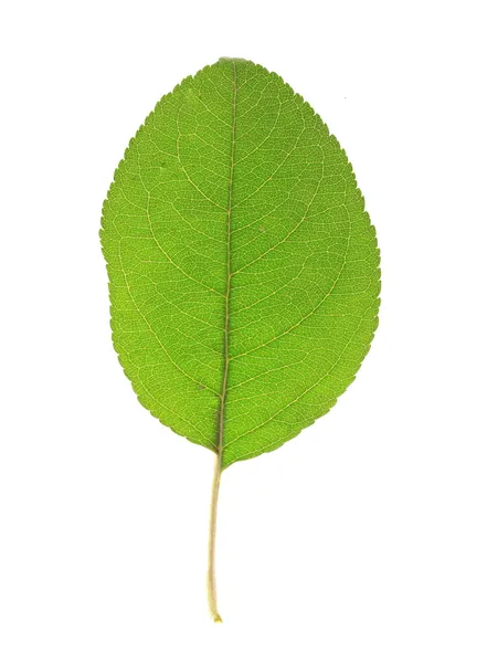 Красивий зелений лист ізольований на білому — стокове фото