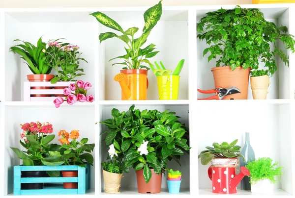 Beautiful flowers in pots on white shelves close-up — Stock Photo, Image